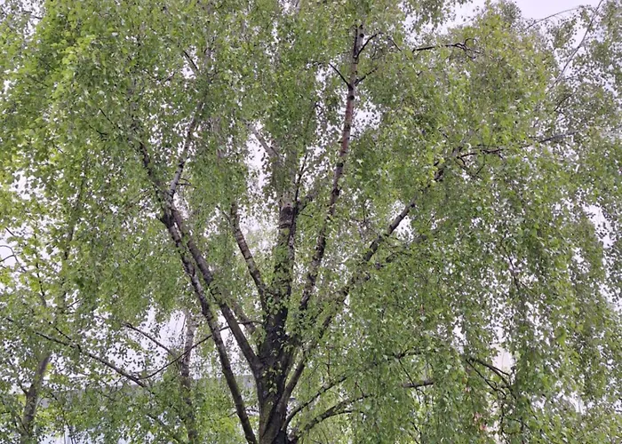 305 Metrow Do Morza Kolberg